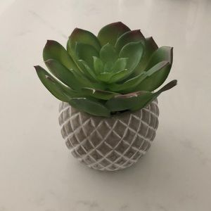 Potted succulent